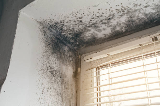 Affordable Mold Removal solutions in Wilson, NC
