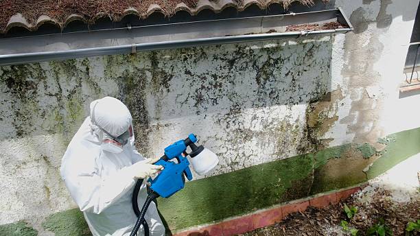 Top rated local Mold Removal specialists in Wilson, NC